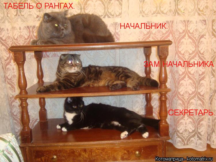 ТАБЕЛЬ О РАНГАХ. НАЧАЛЬНИК. ЗАМ.НАЧАЛЬНИКА СЕКРЕТАРЬ.... Котоматрица: ТАБЕЛЬ О РАНГАХ. НАЧАЛЬНИК. ЗАМ.НАЧАЛЬНИКА СЕКРЕТАРЬ.