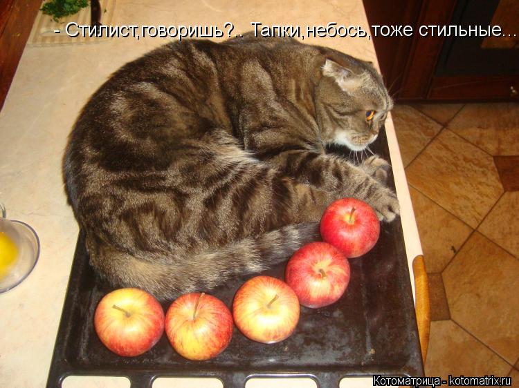 - Стилист,говоришь?.. Тапки,небось,тоже стильные...... Котоматрица: - Стилист,говоришь?.. Тапки,небось,тоже стильные...