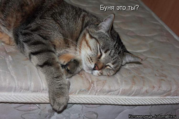 Буня это ты?... Котоматрица: Буня это ты?