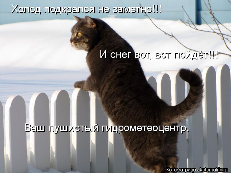 Холод подкрался не заметно!!! И снег вот, вот пойдёт!!! Ваш пушистый гидрометеоцентр.... Котоматрица: Холод подкрался не заметно!!! И снег вот, вот пойдёт!!! Ваш пушистый гидрометеоцентр.