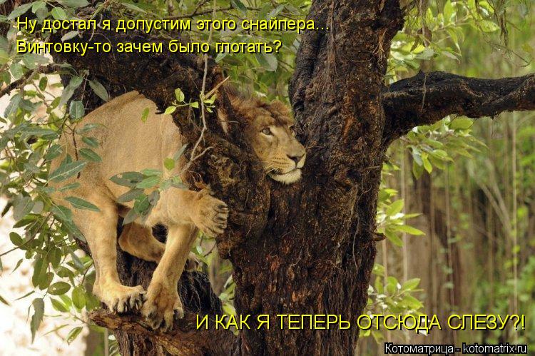 Ну достал я допустим этого снайпера... Винтовку-то зачем было глотать? И КАК Я ТЕПЕРЬ ОТСЮДА СЛЕЗУ?!... Котоматрица: Ну достал я допустим этого снайпера... Винтовку-то зачем было глотать? И КАК Я ТЕПЕРЬ ОТСЮДА СЛЕЗУ?!