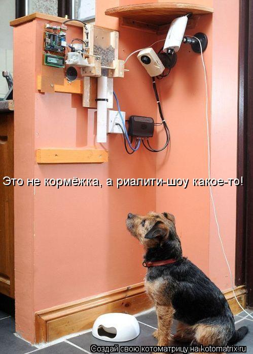 Это не кормёжка, а риалити-шоу какое-то!... Котоматрица: Это не кормёжка, а риалити-шоу какое-то!