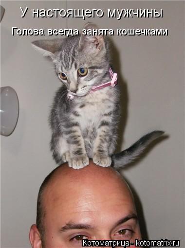 У настоящего мужчины Голова всегда занята кошечками... Котоматрица: У настоящего мужчины Голова всегда занята кошечками