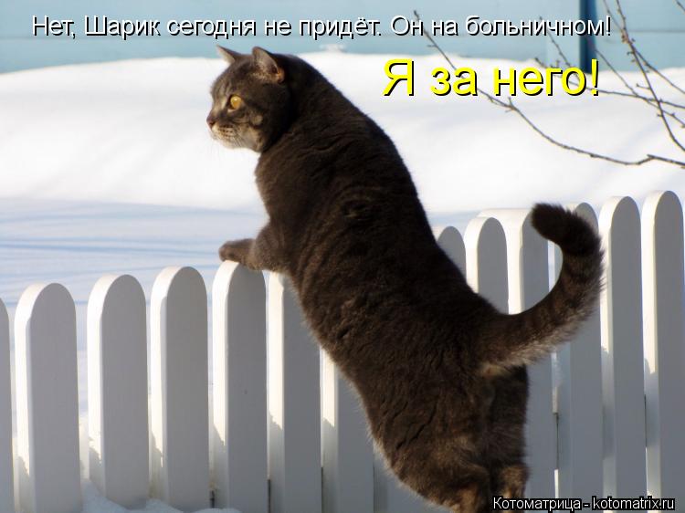 Нет, Шарик сегодня не придёт. Он на больничном! Я за него!... Котоматрица: Нет, Шарик сегодня не придёт. Он на больничном! Я за него!