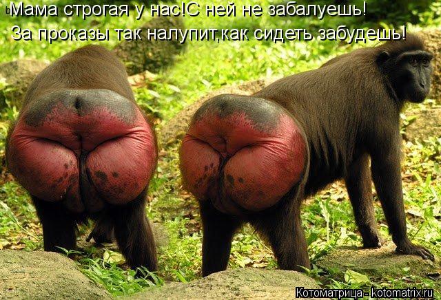 За проказы так налупит,как сидеть забудешь! Мама строгая у нас!С ней не забалуешь!... Котоматрица: За проказы так налупит,как сидеть забудешь! Мама строгая у нас!С ней не забалуешь!