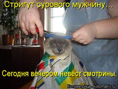 Стригут сурового мужчину… Сегодня вечером невест смотрины.... Котоматрица: Стригут сурового мужчину… Сегодня вечером невест смотрины.