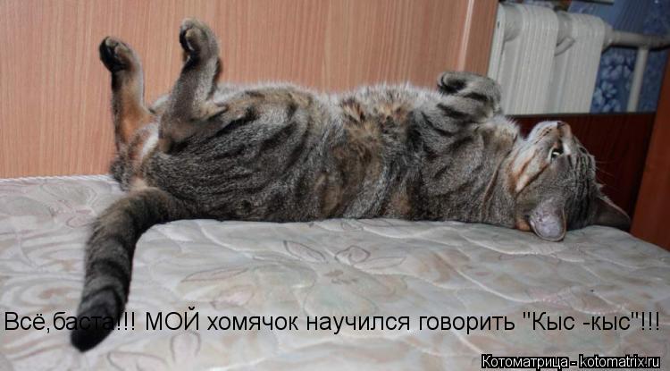 Всё,баста!!! МОЙ хомячок научился говорить "Кыс -кыс"!!!... Котоматрица: Всё,баста!!! МОЙ хомячок научился говорить "Кыс -кыс"!!!