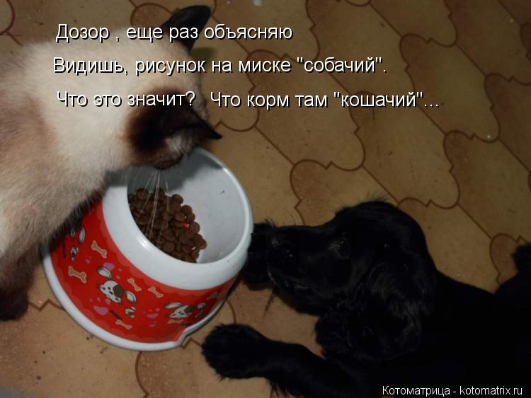 Дозор , еще раз объясняю Видишь, рисунок на миске "собачий". Что это значит? Что корм там "кошачий"..... Котоматрица: Дозор , еще раз объясняю Видишь, рисунок на миске "собачий". Что это значит? Что корм там "кошачий"...