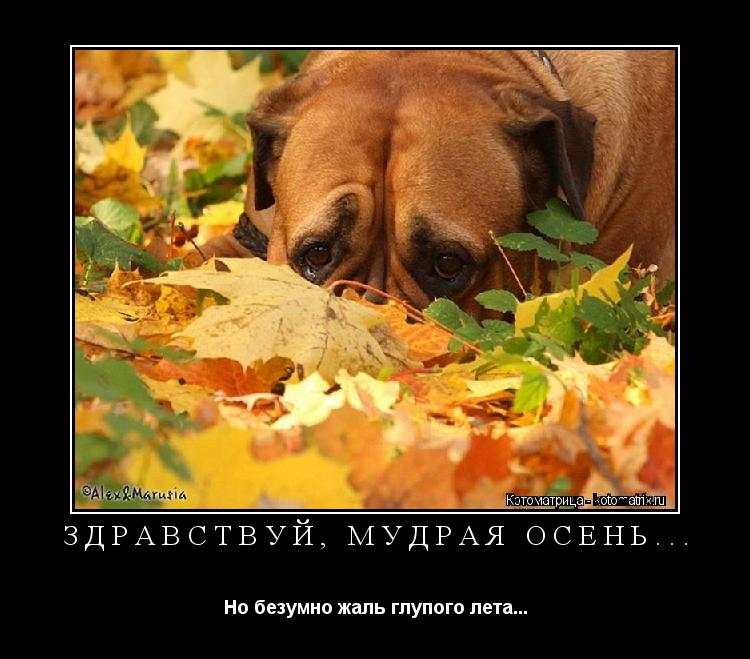 ЗДРАВСТВУЙ, МУДРАЯ ОСЕНЬ... Но безумно жаль глупого лета...... Котоматрица: ЗДРАВСТВУЙ, МУДРАЯ ОСЕНЬ... Но безумно жаль глупого лета...