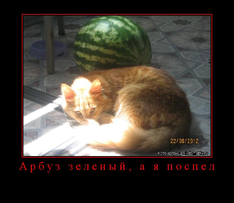 Арбуз зеленый, а я поспел ... Котоматрица: Арбуз зеленый, а я поспел