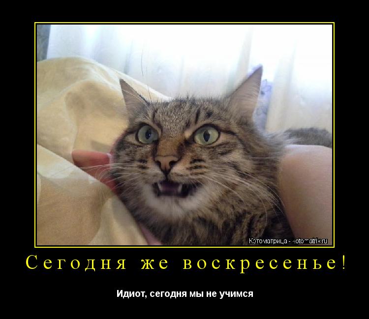 Сегодня же воскресенье! Идиот, сегодня мы не учимся... Котоматрица: Сегодня же воскресенье! Идиот, сегодня мы не учимся