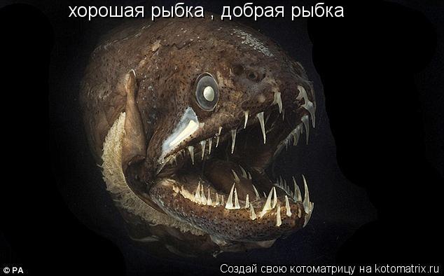 хорошая рыбка , добрая рыбка... Котоматрица: хорошая рыбка , добрая рыбка