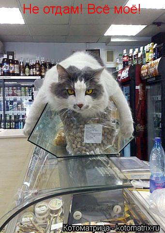 Не отдам! Всё моё!... Котоматрица: Не отдам! Всё моё!