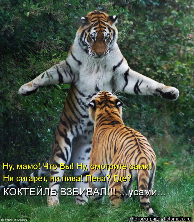 Ну, мамо! Что Вы! Ну, смотрите сами! Ни сигарет, ни пива! Пена? Где? КОКТЕЙЛЬ ВЗБИВАЛ!!! ...усами...... Котоматрица: Ну, мамо! Что Вы! Ну, смотрите сами! Ни сигарет, ни пива! Пена? Где? КОКТЕЙЛЬ ВЗБИВАЛ!!! ...усами...