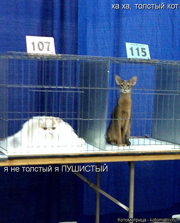 ха ха, толстый кот ! я не толстый я ПУШИСТЫЙ... Котоматрица: ха ха, толстый кот ! я не толстый я ПУШИСТЫЙ