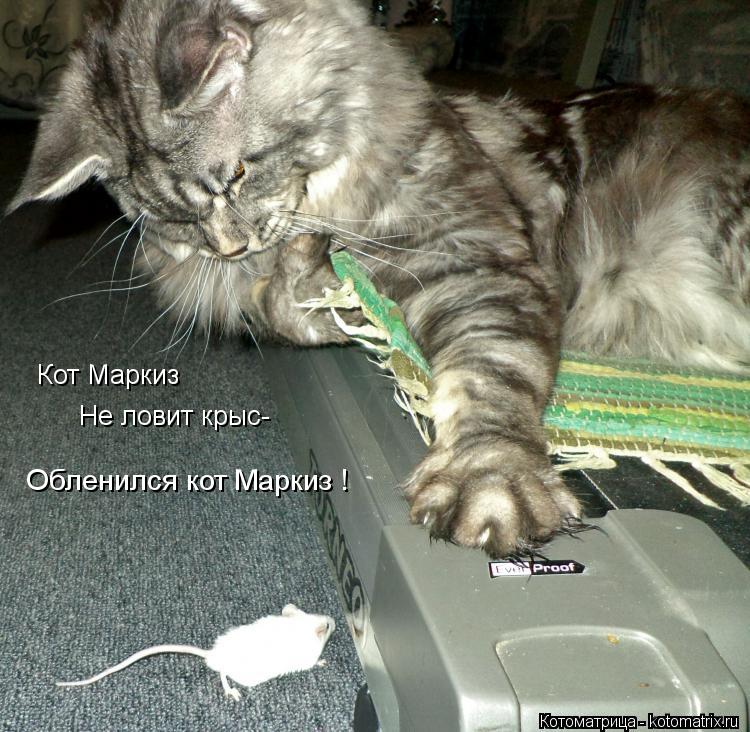 Кот Маркиз Не ловит крыс- Обленился кот Маркиз !... Котоматрица: Кот Маркиз Не ловит крыс- Обленился кот Маркиз !