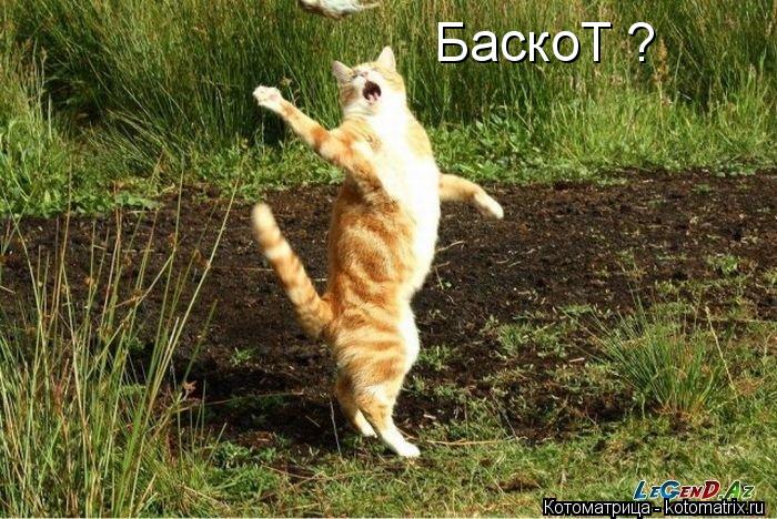 Котоматрица: БаскоТ ?