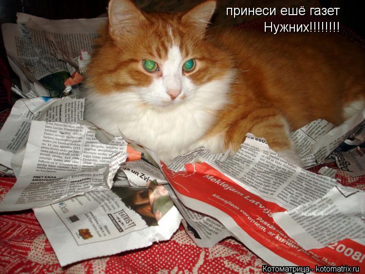 принеси ешё газет Нужних!!!!!!!!... Котоматрица: принеси ешё газет Нужних!!!!!!!!