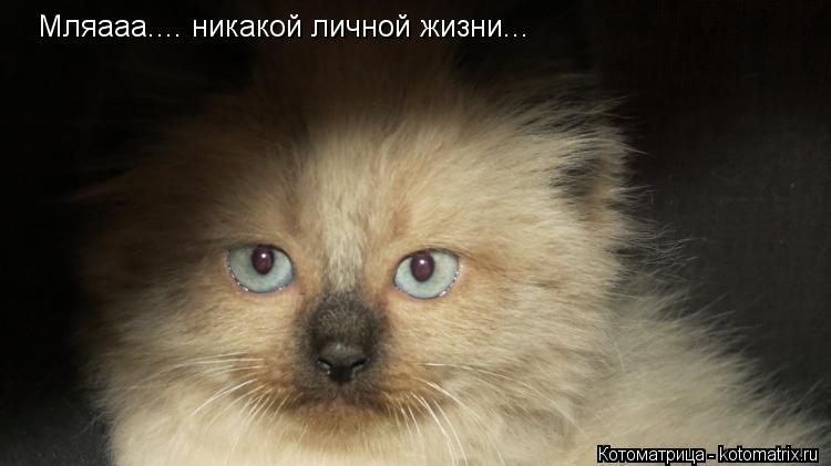 Мляааа.... никакой личной жизни...... Котоматрица: Мляааа.... никакой личной жизни...