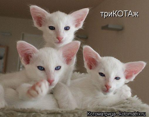 триКОТАж... Котоматрица: триКОТАж