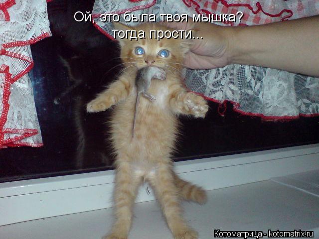 Ой, это была твоя мышка? тогда прости...... Котоматрица: Ой, это была твоя мышка? тогда прости...