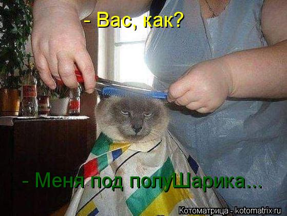 - Вас, как? - Меня под полуШарика...... Котоматрица: - Вас, как? - Меня под полуШарика...