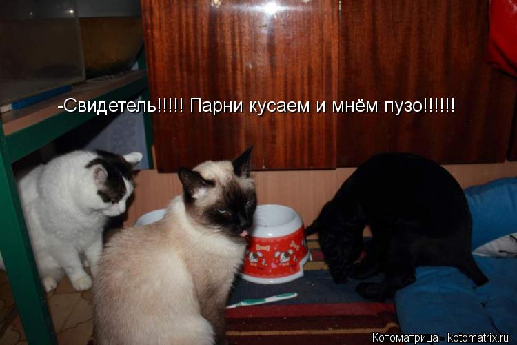 -Свидетель!!!!! Парни кусаем и мнём пузо!!!!!!... Котоматрица: -Свидетель!!!!! Парни кусаем и мнём пузо!!!!!!