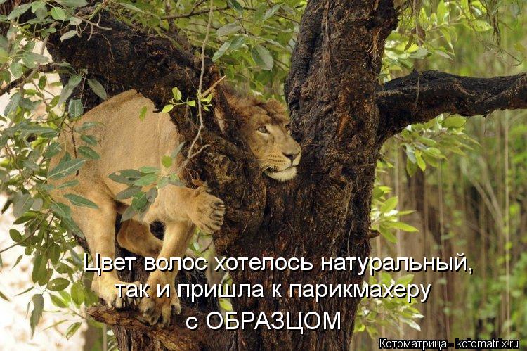 Цвет волос хотелось натуральный, так и пришла к парикмахеру с ОБРАЗЦОМ... Котоматрица: Цвет волос хотелось натуральный, так и пришла к парикмахеру с ОБРАЗЦОМ