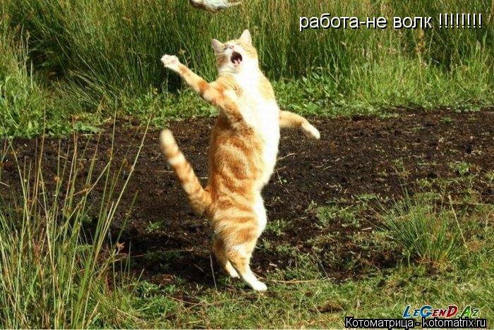 работа-не волк !!!!!!!!... Котоматрица: работа-не волк !!!!!!!!