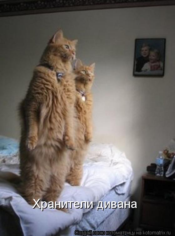 Хранители дивана... Котоматрица: Хранители дивана