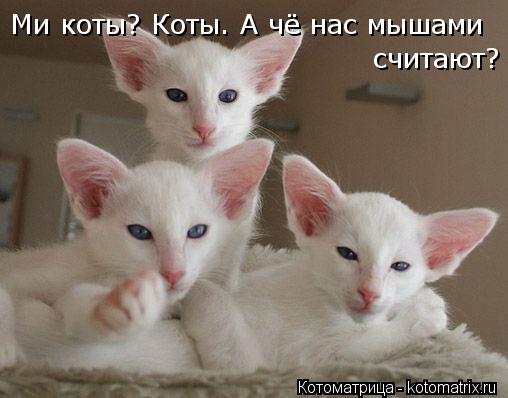 Ми коты? Коты. А чё нас мышами считают?... Котоматрица: Ми коты? Коты. А чё нас мышами считают?