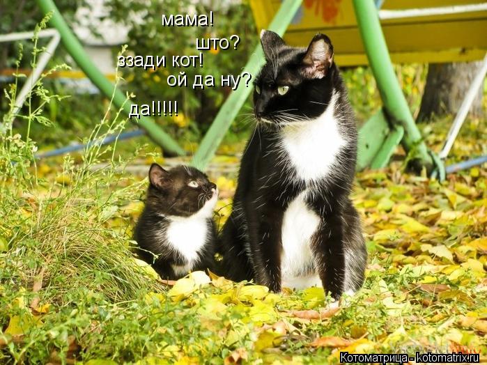 мама! што? ззади кот! ой да ну? да!!!!!... Котоматрица: мама! што? ззади кот! ой да ну? да!!!!!
