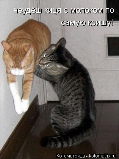 неудёш киця с молоком по самую кришу!... Котоматрица: неудёш киця с молоком по самую кришу!