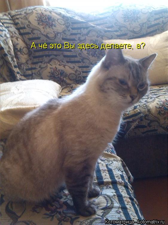 А чё это Вы здесь делаете, а?... Котоматрица: А чё это Вы здесь делаете, а?