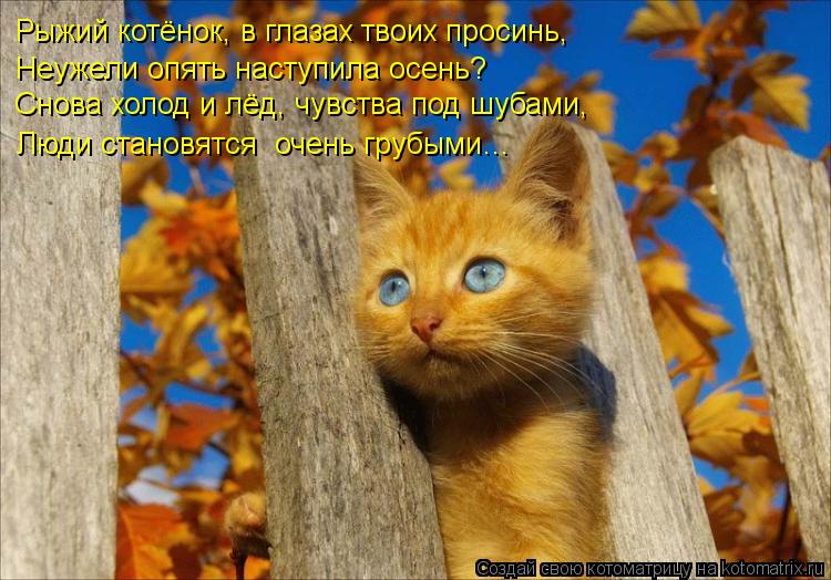Рыжий котёнок, в глазах твоих просинь, Неужели опять наступила осень? Снова холод и лёд, чувства под ... Котоматрица: Рыжий котёнок, в глазах твоих просинь, Неужели опять наступила осень? Снова холод и лёд, чувства под шубами, Люди становятся очень грубыми…