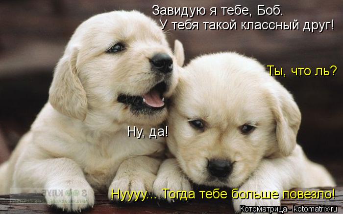 Завидую я тебе, Боб. У тебя такой классный друг! Ты, что ль? Ну, да! Нуууу... Тогда тебе больше пов... Котоматрица: Завидую я тебе, Боб. У тебя такой классный друг! Ты, что ль? Ну, да! Нуууу... Тогда тебе больше повезло!