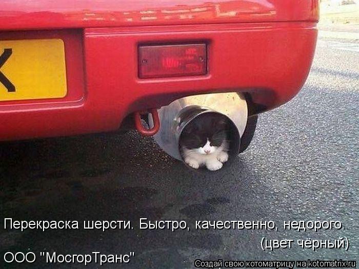 ООО "МосгорТранс" (цвет чёрный) Перекраска шерсти. Быстро, качественно, недорого.... Котоматрица: ООО "МосгорТранс" (цвет чёрный) Перекраска шерсти. Быстро, качественно, недорого.