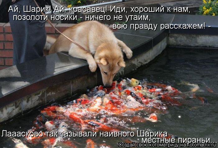 Ай, Шарик! Ай, красавец! Иди, хороший к нам, позолоти носики - ничего не утаим, всю правду расскажем... Котоматрица: Ай, Шарик! Ай, красавец! Иди, хороший к нам, позолоти носики - ничего не утаим, всю правду расскажем! - Лааасково так зазывали наивного Шарика