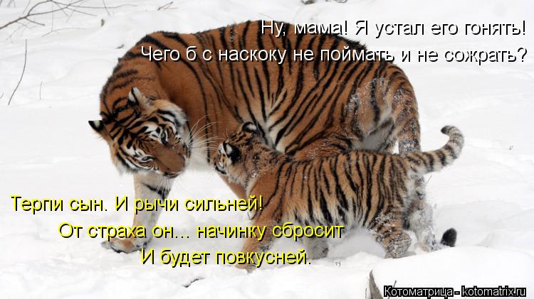 Чего б с наскоку не поймать и не сожрать? Терпи сын. И рычи сильней! От страха он... начинку сбросит ... Котоматрица: Чего б с наскоку не поймать и не сожрать? Терпи сын. И рычи сильней! От страха он... начинку сбросит И будет повкусней. Ну, мама! Я устал его гон