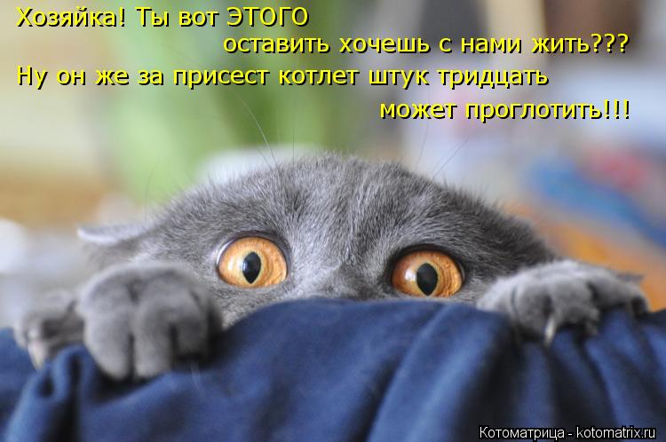 Хозяйка! Ты вот ЭТОГО оставить хочешь с нами жить??? Ну он же за присест котлет штук тридцать может ... Котоматрица: Хозяйка! Ты вот ЭТОГО оставить хочешь с нами жить??? Ну он же за присест котлет штук тридцать может проглотить!!!