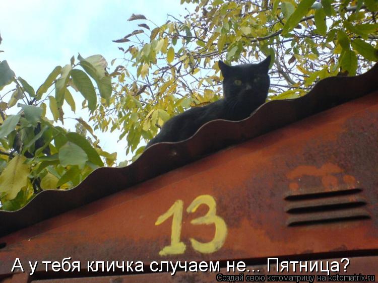 А у тебя кличка случаем не... Пятница?... Котоматрица: А у тебя кличка случаем не... Пятница?