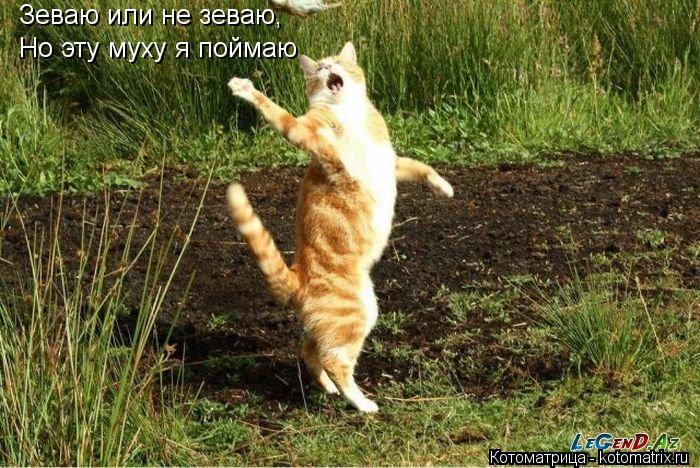 Зеваю или не зеваю, Но эту муху я поймаю... Котоматрица: Зеваю или не зеваю, Но эту муху я поймаю