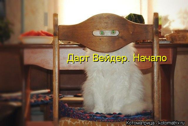 Дарт Вейдер. Начало... Котоматрица: Дарт Вейдер. Начало