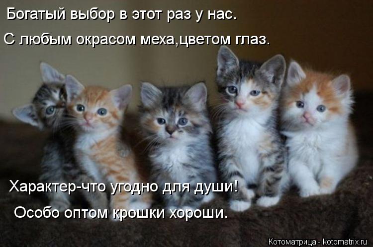 Богатый выбор в этот раз у нас. С любым окрасом меха,цветом глаз. Характер-что угодно для души! Особо... Котоматрица: Богатый выбор в этот раз у нас. С любым окрасом меха,цветом глаз. Характер-что угодно для души! Особо оптом крошки хороши.