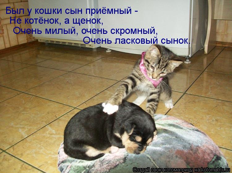 Был у кошки сын приёмный - Не котёнок, а щенок, Очень милый, очень скромный, Очень ласковый сынок.... Котоматрица: Был у кошки сын приёмный - Не котёнок, а щенок, Очень милый, очень скромный, Очень ласковый сынок.