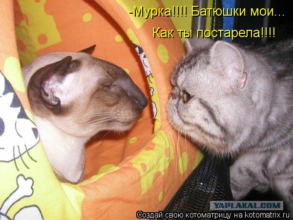 Котоматрица: -Мурка!!!! Батюшки мои...  Как ты постарела!!!!