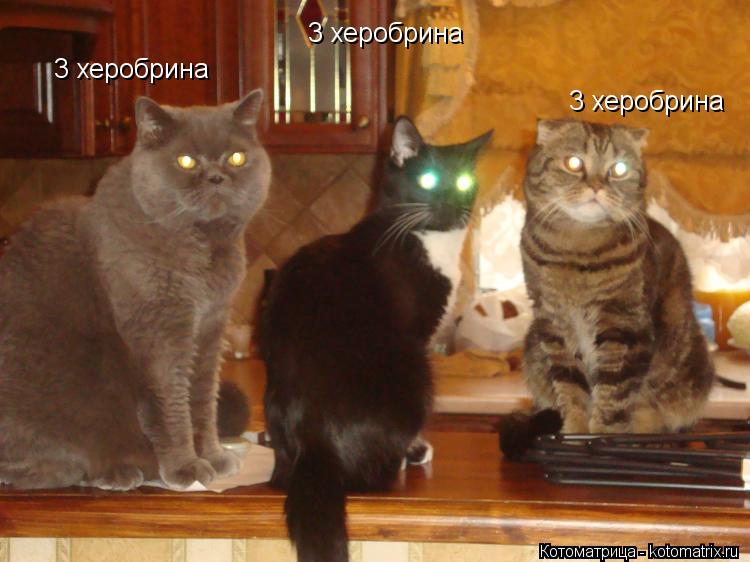 3 херобрина 3 херобрина 3 херобрина... Котоматрица: 3 херобрина 3 херобрина 3 херобрина