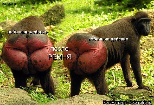 побочные дейсвие побочные дейсвие после РЕМНЯ... Котоматрица: побочные дейсвие побочные дейсвие после РЕМНЯ