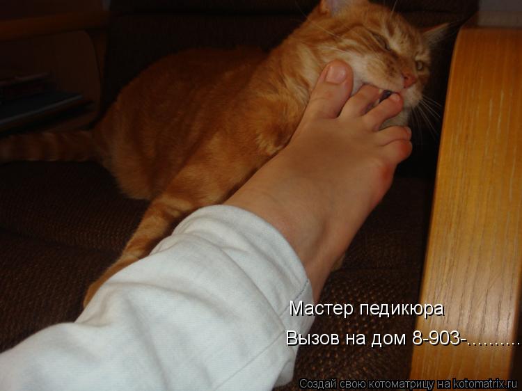 Мастер педикюра Вызов на дом 8-903-................. Котоматрица: Мастер педикюра Вызов на дом 8-903-..............