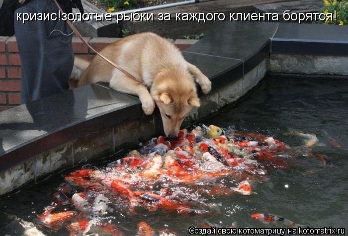 кризис!золотые рыбки за каждого клиента борятся!... Котоматрица: кризис!золотые рыбки за каждого клиента борятся!